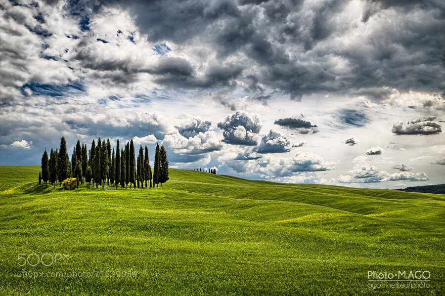 Cypresses – Tuscany