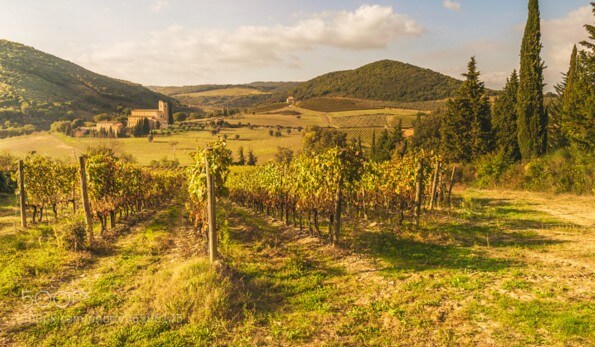 Italian medieval ‘Church between vineyards, Tuscany